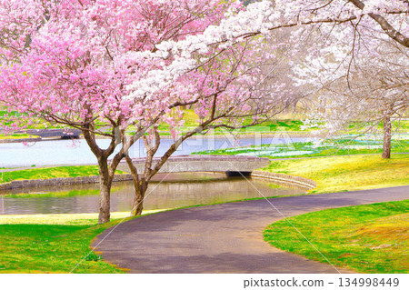 Cherry blossoms in full bloom decorating the waterfront 134998449