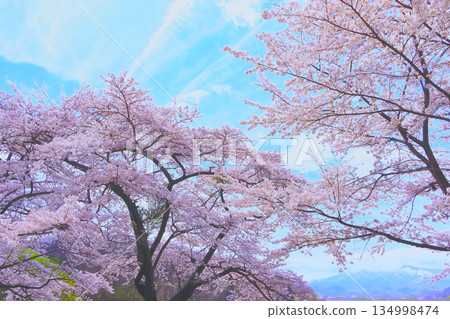Somei Yoshino cherry blossoms in full bloom reaching up to the sky 134998474