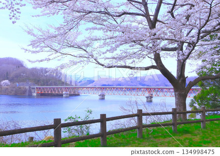 晴空萬里的吉野櫻花盛開 134998475