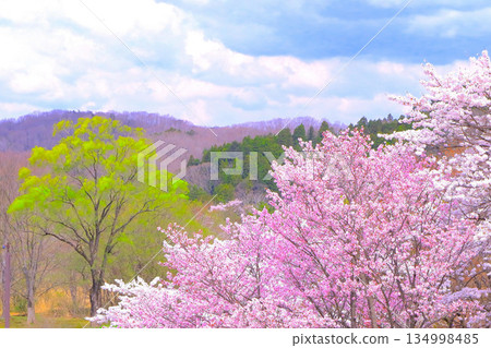 Cherry blossoms in full bloom and light green new buds heralding spring 134998485