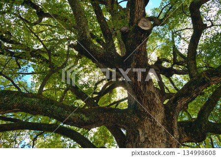 Hirano Shrine, Kyoto - Sacred camphor tree (Kita Ward, Kyoto City, Kyoto Prefecture) Hirano Shrine, Kyoto - Sacred camphor tree (Kita Ward, Kyoto City, Kyoto Prefecture) 134998608