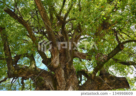 Hirano Shrine, Kyoto - Sacred camphor tree (Kita Ward, Kyoto City, Kyoto Prefecture) Hirano Shrine, Kyoto - Sacred camphor tree (Kita Ward, Kyoto City, Kyoto Prefecture) 134998609