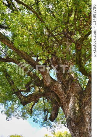 Hirano Shrine, Kyoto - Sacred camphor tree (Kita Ward, Kyoto City, Kyoto Prefecture) 134998780