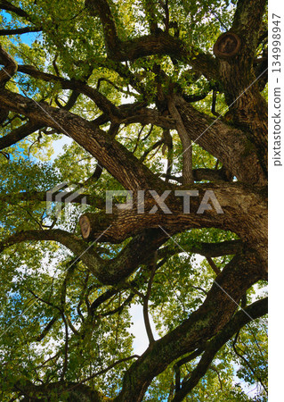 Hirano Shrine, Kyoto - Sacred camphor tree (Kita Ward, Kyoto City, Kyoto Prefecture) 134998947