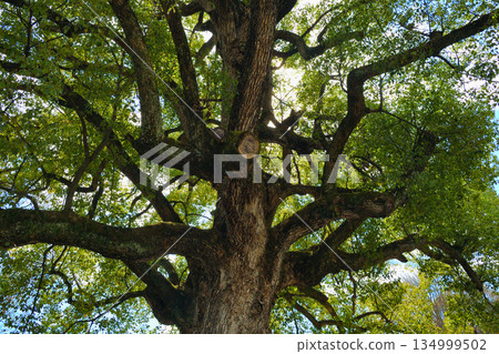 Hirano Shrine, Kyoto - Sacred camphor tree (Kita Ward, Kyoto City, Kyoto Prefecture) 134999502