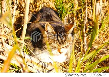 Close-up of a stray cat resting with its eyes closed in the winter sunshine Close-up of a stray cat resting with its eyes closed in the winter sunshine 134999788