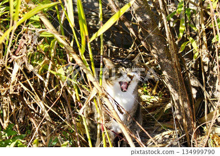 Close-up of a stray cat yawning loudly in the sun Close-up of a stray cat yawning loudly in the sun 134999790