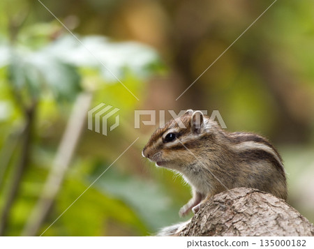Chipmunk finding something on the tree 135000182