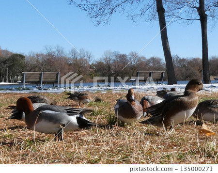 綠頭鴨(水本公園) 綠頭鴨(水本公園) 135000271