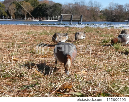 綠頭鴨（水本公園） 135000293