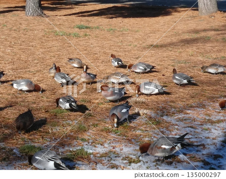 Wigeon (Mizumoto Park) Wigeon (Mizumoto Park) 135000297