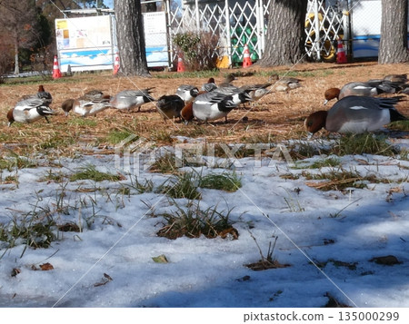 綠頭鴨(水本公園) 綠頭鴨(水本公園) 135000299