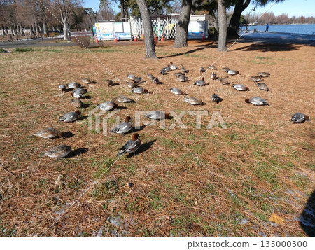 Wigeon (Mizumoto Park) 135000300