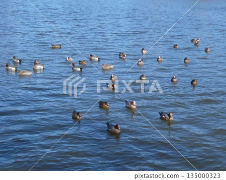 綠頭鴨（水本公園） 135000323