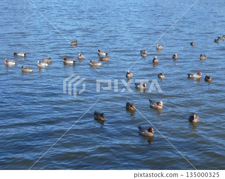 綠頭鴨（水本公園） 135000325