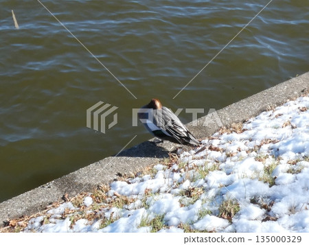 綠頭鴨（水本公園） 135000329