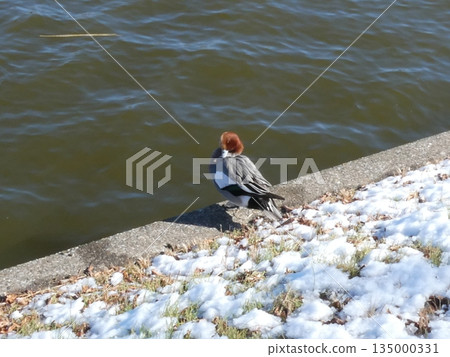 Wigeon (Mizumoto Park) Wigeon (Mizumoto Park) 135000331
