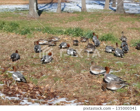 綠頭鴨（水本公園） 135000341