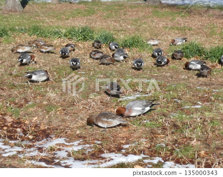 綠頭鴨(水本公園) 綠頭鴨(水本公園) 135000343