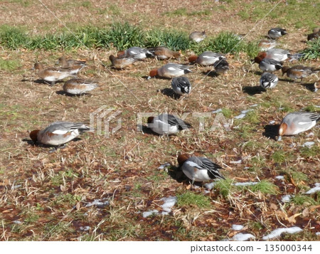 綠頭鴨(水本公園) 綠頭鴨(水本公園) 135000344