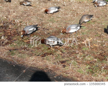 綠頭鴨(水本公園) 綠頭鴨(水本公園) 135000345