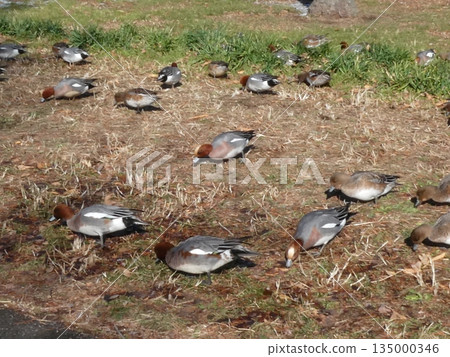 綠頭鴨(水本公園) 綠頭鴨(水本公園) 135000346