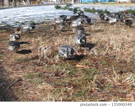 Wigeon (Mizumoto Park) Wigeon (Mizumoto Park) 135000348