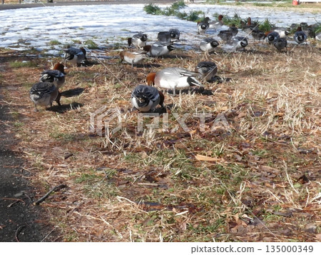 Wigeon (Mizumoto Park) Wigeon (Mizumoto Park) 135000349