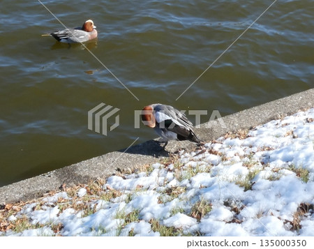 綠頭鴨(水本公園) 綠頭鴨(水本公園) 135000350