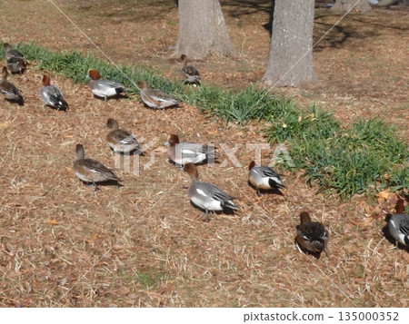 Wigeon (Mizumoto Park) 135000352