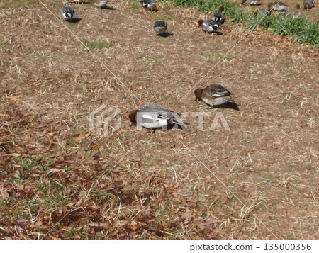 Wigeon (Mizumoto Park) Wigeon (Mizumoto Park) 135000356