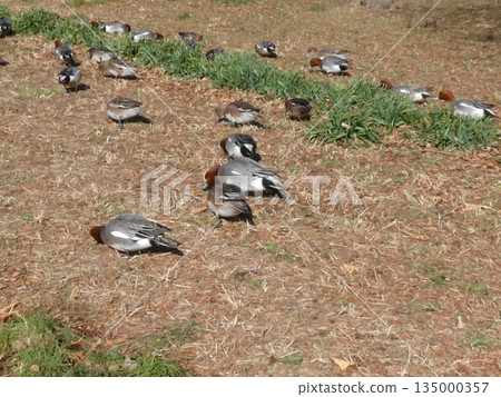 Wigeon (Mizumoto Park) Wigeon (Mizumoto Park) 135000357