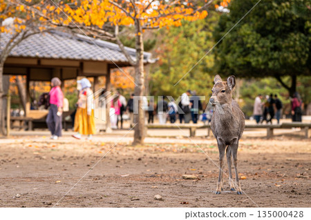 [Autumn] Deer in Nara Park [Autumn leaves] 135000428