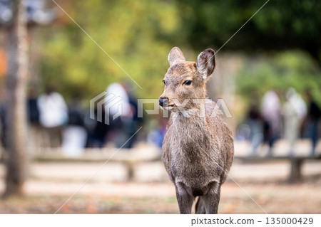 [秋] 奈良公園的鹿 [紅葉] 135000429