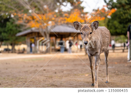 [秋] 奈良公園的鹿 [紅葉] 135000435