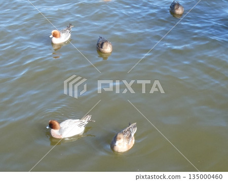 Wigeon (Mizumoto Park) Wigeon (Mizumoto Park) 135000460