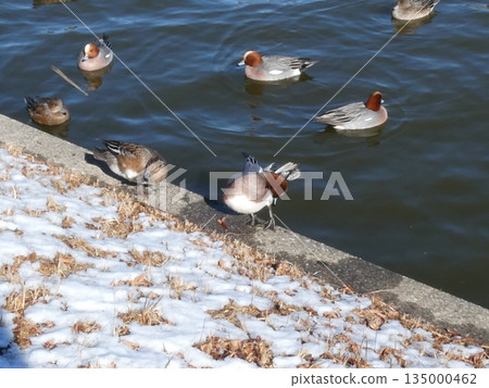 綠頭鴨(水本公園) 綠頭鴨(水本公園) 135000462