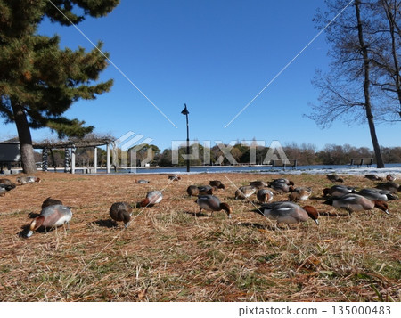 Wigeon (Mizumoto Park) 135000483