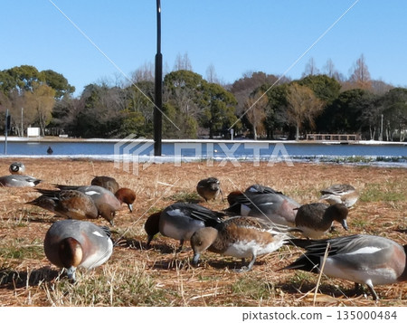 Wigeon (Mizumoto Park) Wigeon (Mizumoto Park) 135000484