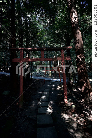 Torii gates of Inari Shrine standing in the forest 135000501