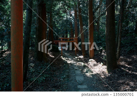 靜謐森林中的稻荷神社鳥居 135000701