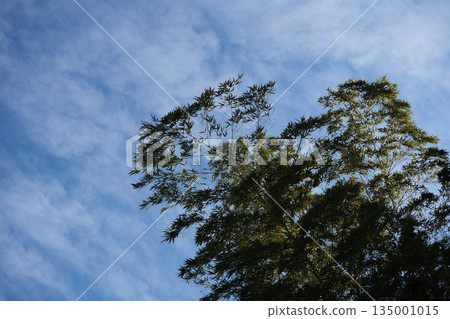 一片竹林一直延伸到藍天。 一片竹林一直延伸到藍天。 135001015