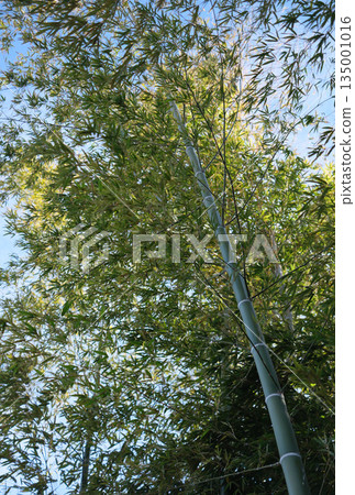 Looking up at the bamboo forest stretching into the blue sky Looking up at the bamboo forest stretching into the blue sky 135001016