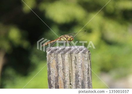 A red dragonfly resting its wings on the wooden fence at Nagatoro Auto Campground A red dragonfly resting its wings on the wooden fence at Nagatoro Auto Campground 135001037