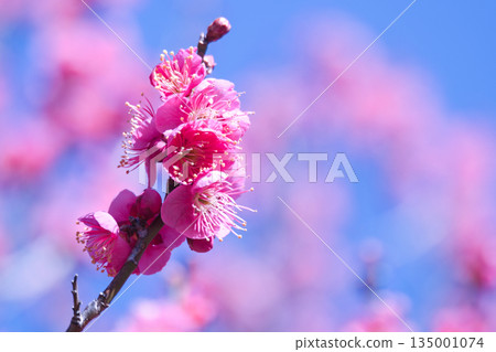 紅梅在藍天映襯下熠熠生輝 135001074