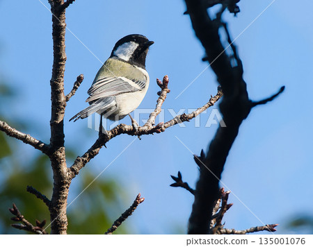 停在樹枝上的山雀 135001076