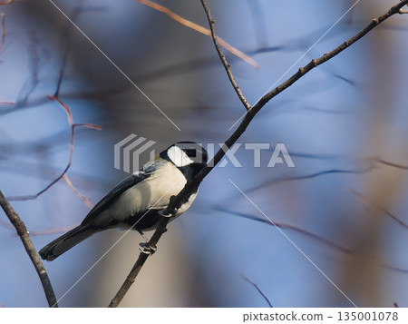 山雀在樹枝上邊緣 山雀在樹枝上邊緣 135001078