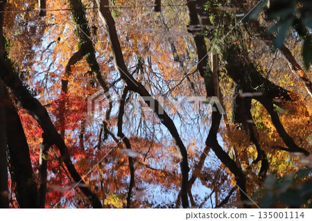 Autumn leaves in Tokyo Autumn leaves in Tokyo 135001114