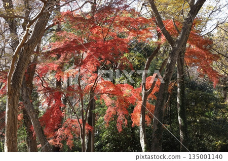 Autumn leaves in Tokyo 135001140