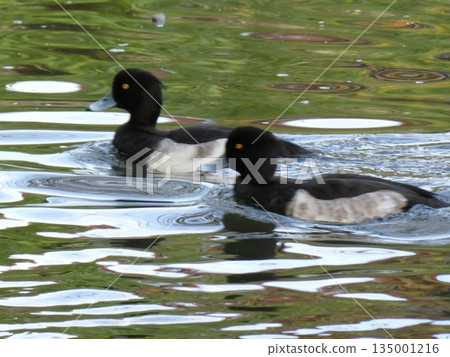 Tufted duck (Mitsuike Park) Tufted duck (Mitsuike Park) 135001216